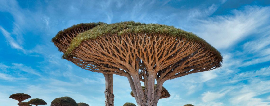 Dragons-blood-trees-Rod-Waddington