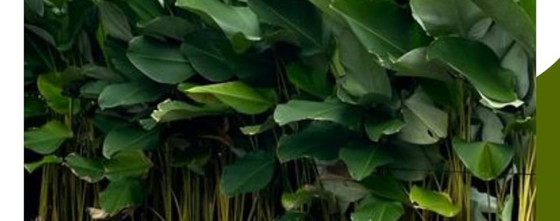 Maranta Charuto (Calathea lutea)